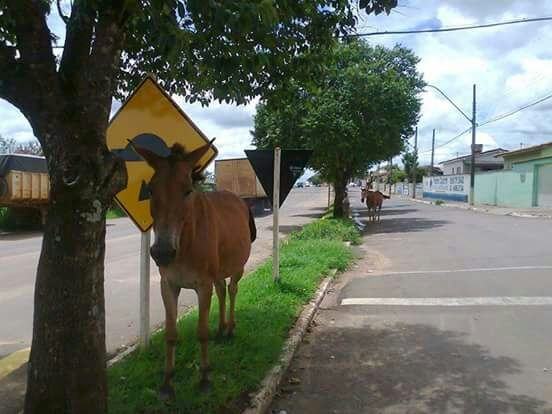 SOLICITAÇÃO ATENDIDA – ANIMAIS SOLTOS NAS VIAS PÚBLICAS